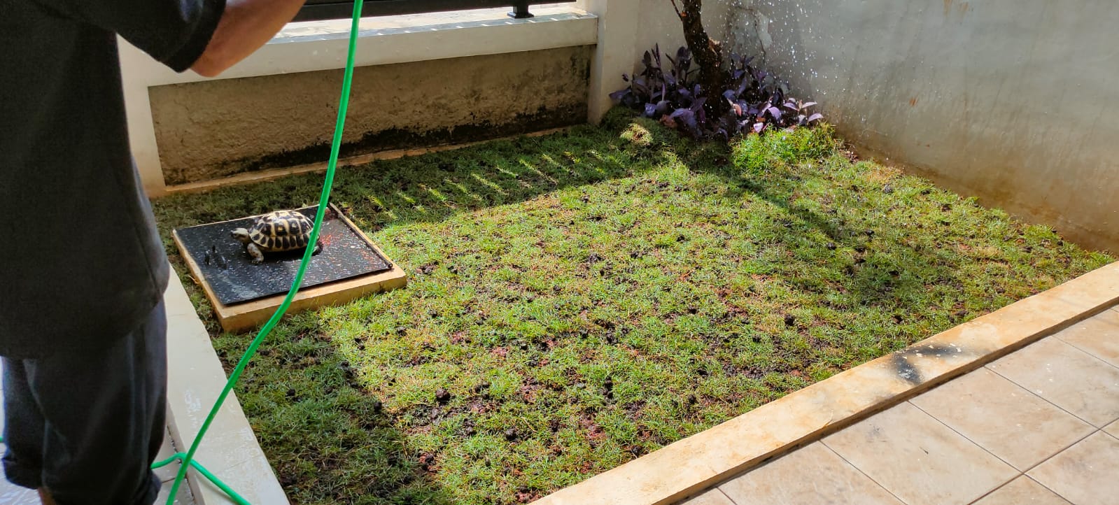jasa taman, tukang taman, jasa pasang rumput, tukang taman profesional