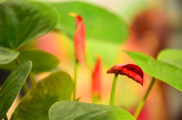 Ciri-Ciri Tanaman Anthurium Dewasa yang Sehat