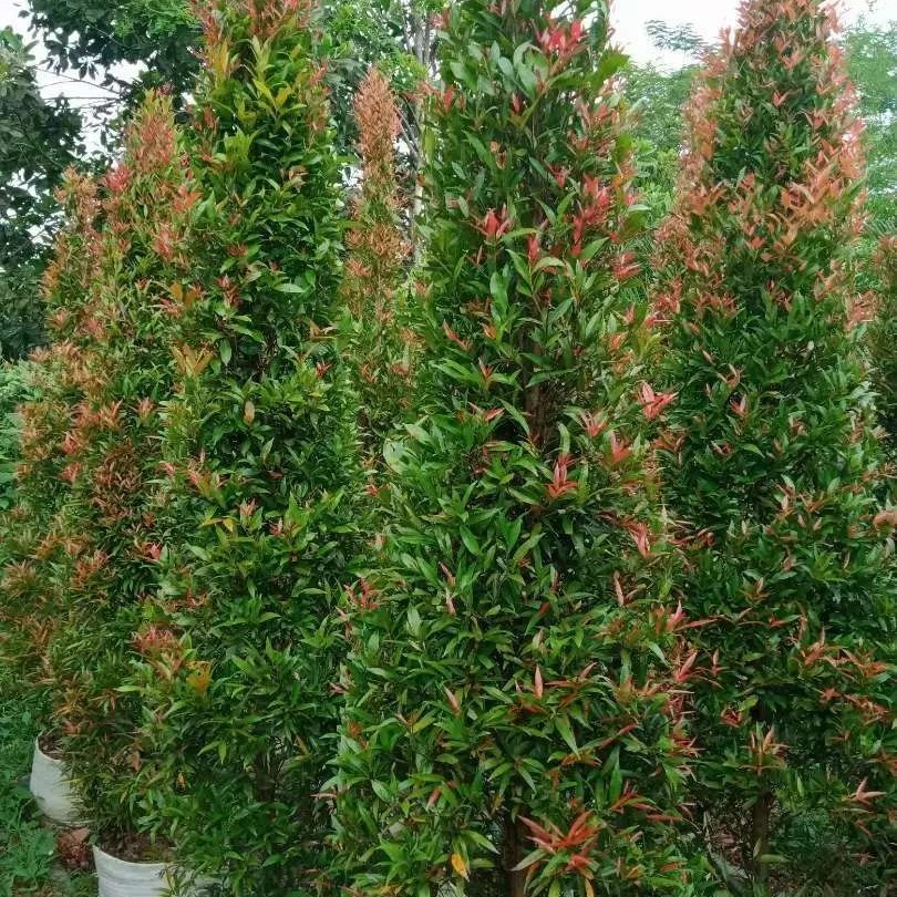 pohon pucuk merah