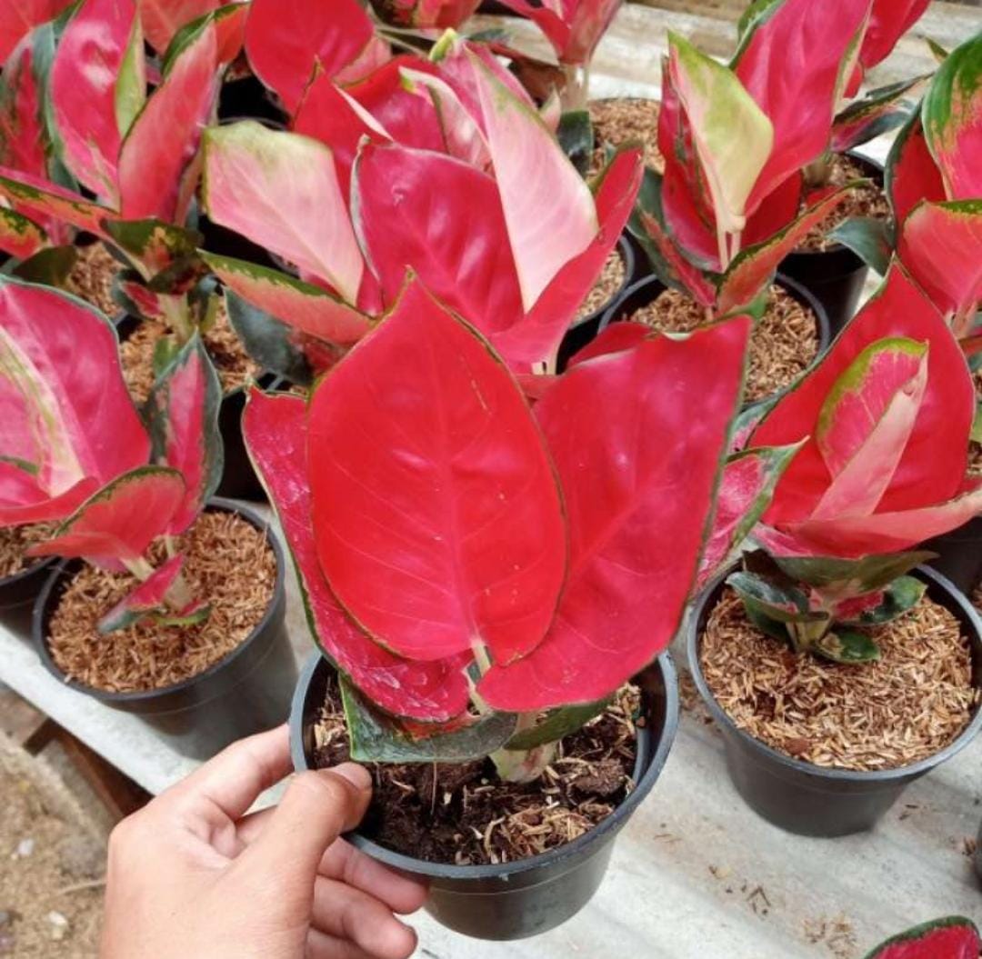 Media Tanam Aglaonema